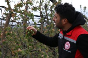 Çorum’da nisan ayında yağan kar yağışı ve zirai don çiçek
