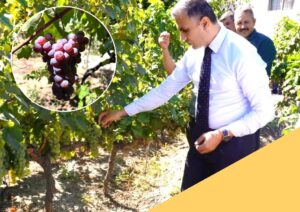 Çorum’un Osmancık ilçesinde yüzyıllardır yetiştirilen ve Evliya Çelebi’nin Seyahatnamesinde de