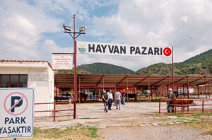 Osmancık Canlı Hayvan Pazarı 31 Aralık Çarşamba günü itibarıyla yeniden