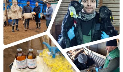 Küçükbaş Hayvanlarda Küpeleme Çalışmaları