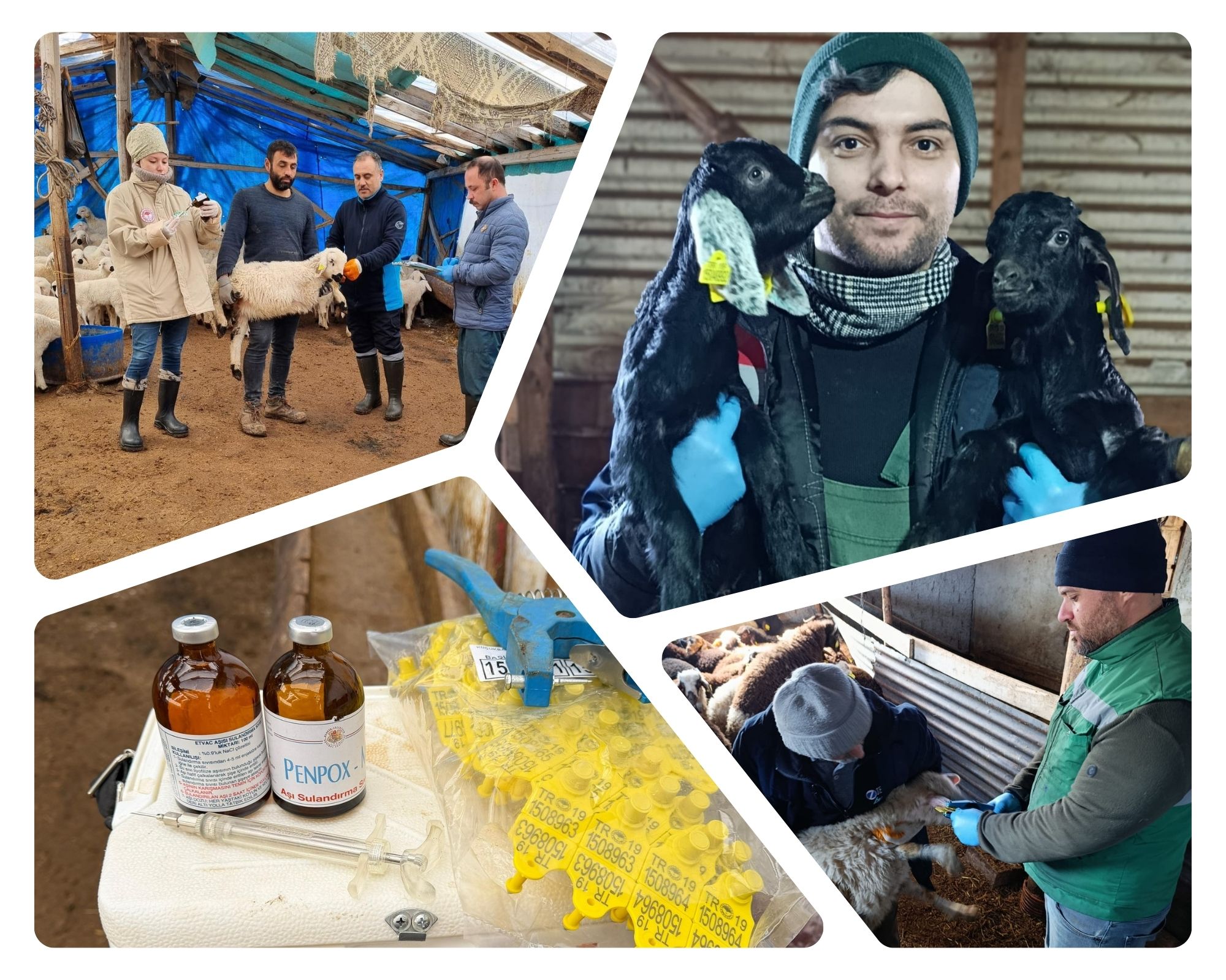 Küçükbaş Hayvanlarda Küpeleme Çalışmaları