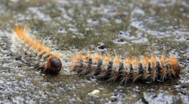 Masum Görünüyor, Hastanelik Ediyor: Osmancık’ta Çam Keseböceği Şikayeti