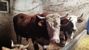 Çorum’un Osmancık ilçesinde baba mesleği olarak hayvancılıkla uğraşan Ali Afacan,