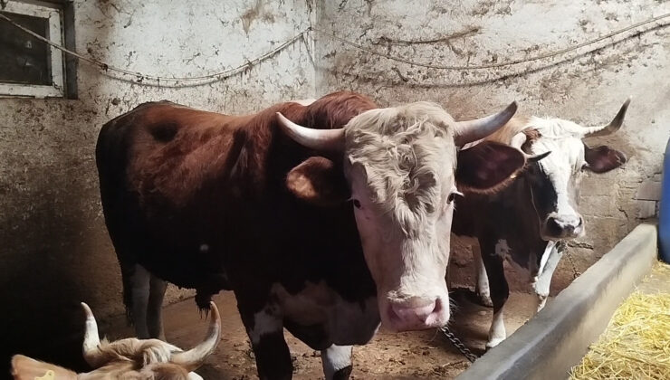 1240 Kiloluk Boğanın Ardında Yılların Emeği ve Üreticinin Endişesi Var