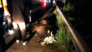 Çorum’un Osmancık ilçesinde karayoluna çıkan kaçak kurbanlık inek, 3 otomobilin