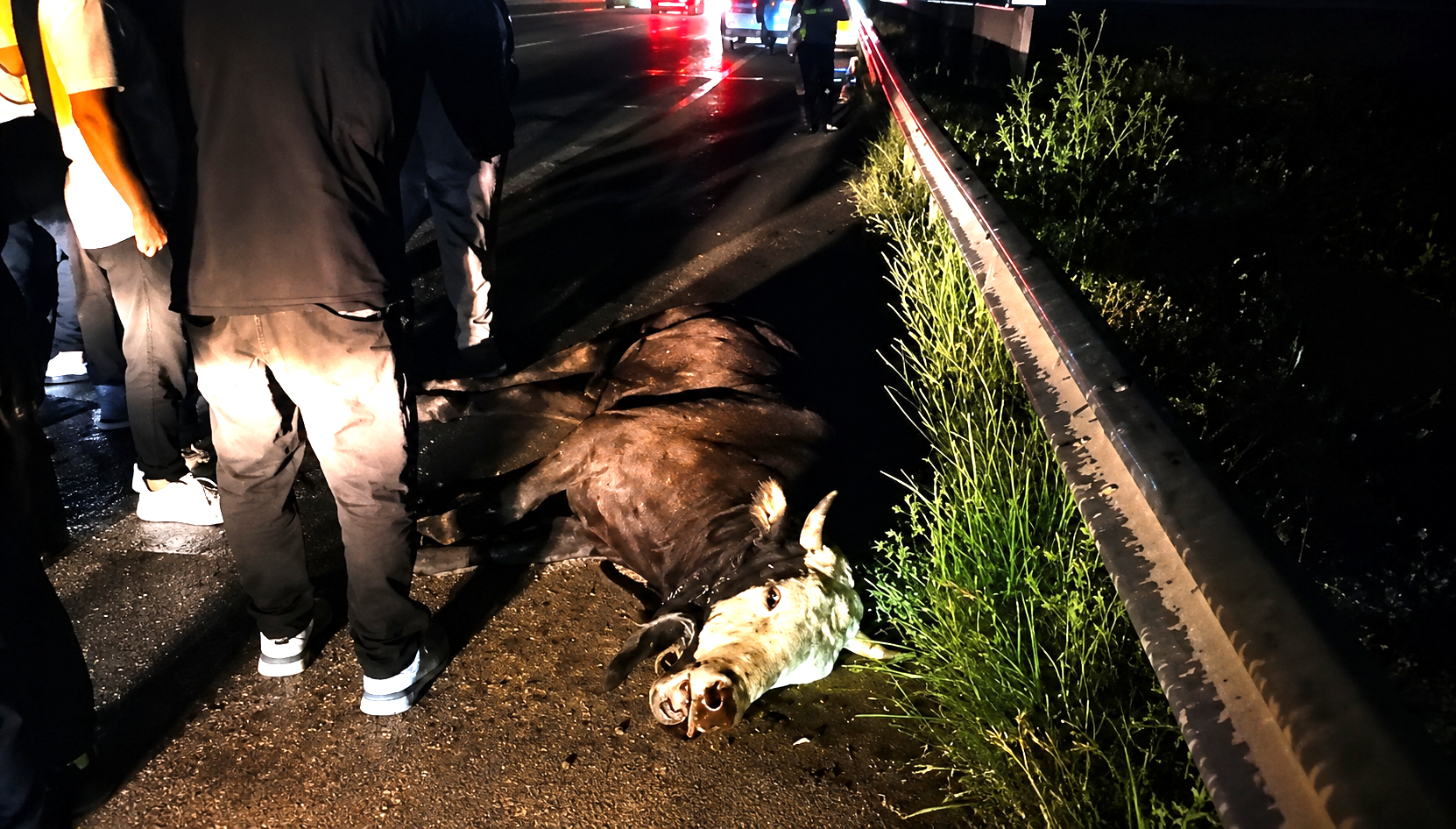 Kaçan kurbanlık inek kazaya neden oldu: 1 yaralı
