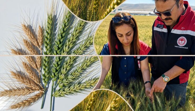 Kirve Çorum’da Beklentiyi Aştı