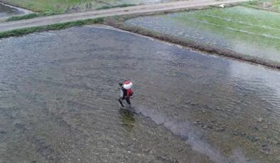 Çeltikte Kuraklık ve Tuzluluğa Karşı Yerli Hamle