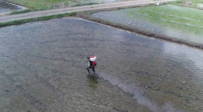 Çeltikte Kuraklık ve Tuzluluğa Karşı Yerli Hamle