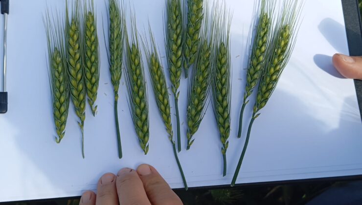 Çorum’da ilk kez ekilen yerli ve milli buğday çeşidi kirve başaklandı