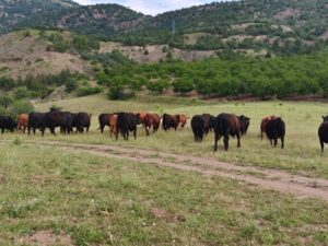 Kırsalda Bereket Hayvancılığa Destek Projesi Kapsamında İşletme Ziyareti Gerçekleştirildi