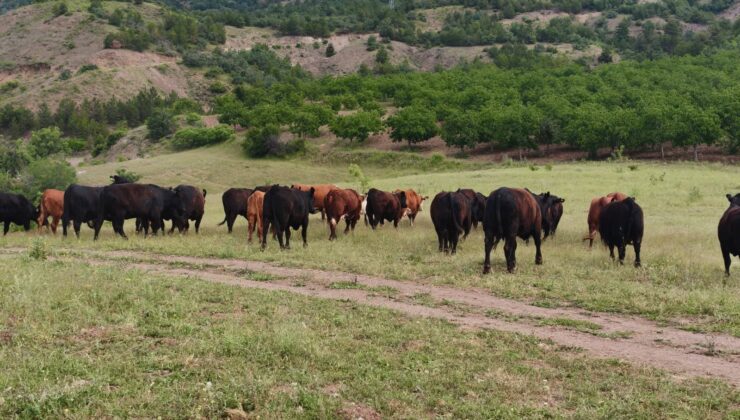 Kırsalda Bereket Hayvancılığa Destek Projesi Kapsamında İşletme Ziyareti Gerçekleştirildi