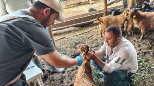 Küçükbaş Hayvanlarda Küpeleme ve Aşılama Çalışmaları Sürüyor