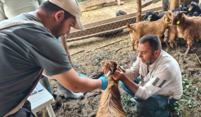 Osmancık’ta Küçükbaş Hayvanlarda Küpeleme ve Aşılama Çalışmaları Sürüyor