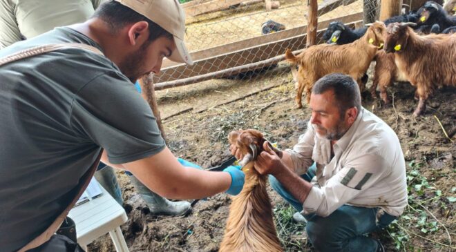 Osmancık’ta Küçükbaş Hayvanlarda Küpeleme ve Aşılama Çalışmaları Sürüyor