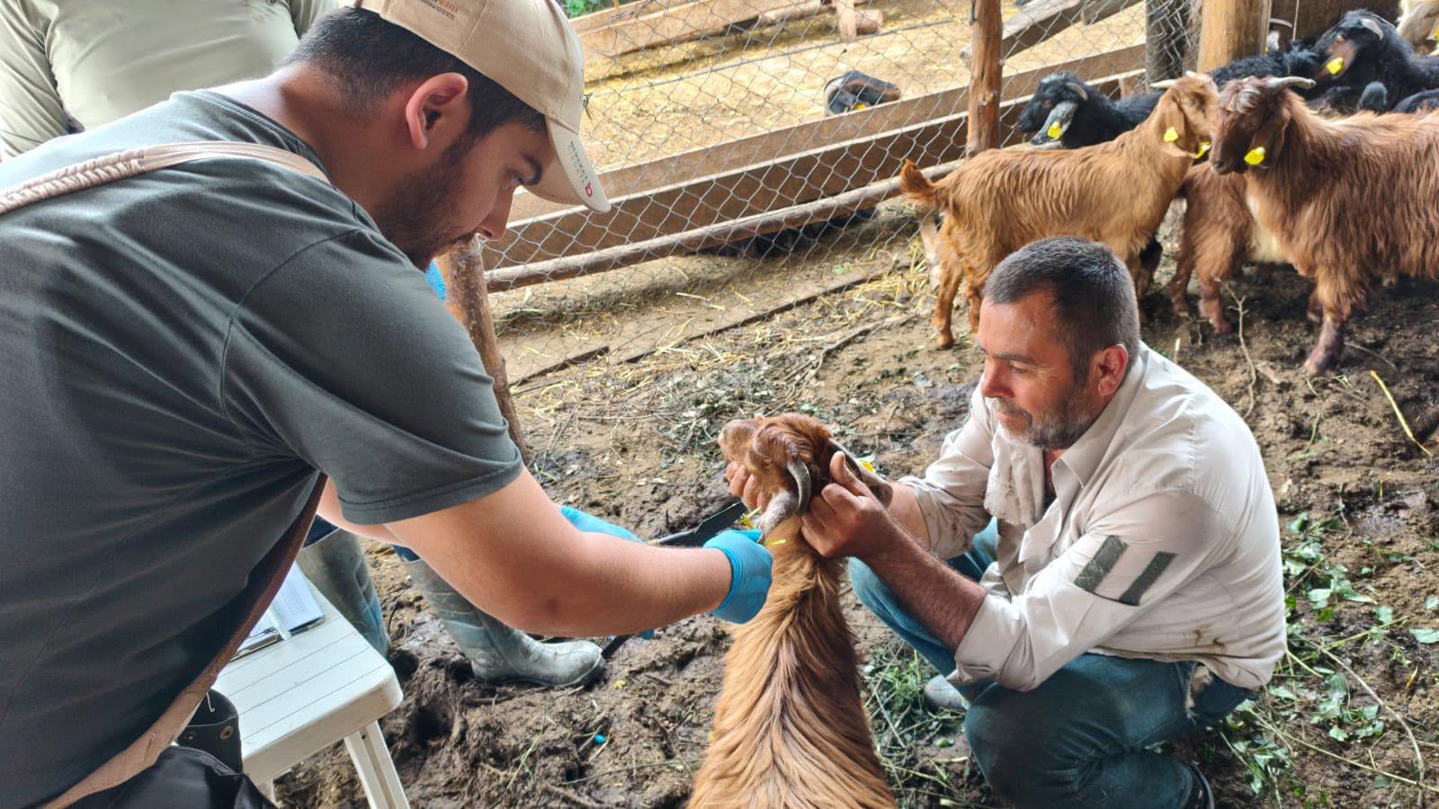 Osmancık’ta Küçükbaş Hayvanlarda Küpeleme ve Aşılama Çalışmaları Sürüyor
