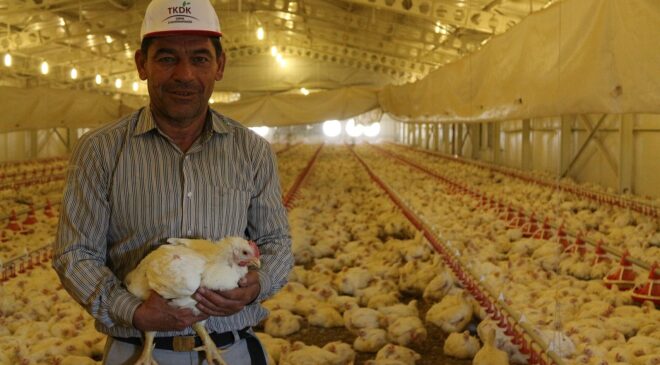 TKDK’dan Hayvancılık Sektörüne 30 Milyon Avroluk Yeni Hibe Paketi