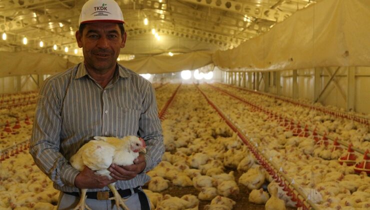 TKDK’dan Hayvancılık Sektörüne 30 Milyon Avroluk Yeni Hibe Paketi