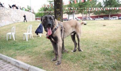 Çorum’da Türk Çoban Köpekleri Görücüye Çıktı