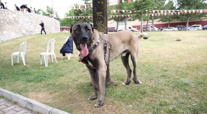 Çorum’da Türk Çoban Köpekleri Görücüye Çıktı