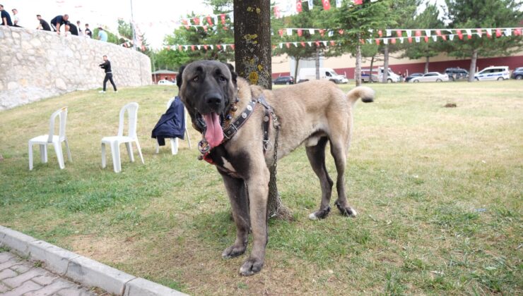 Çorum’da Türk Çoban Köpekleri Görücüye Çıktı