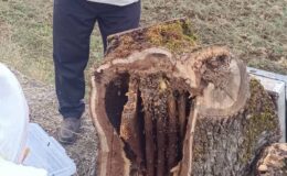 Çorum’da Dolma Ateşine Gidecek Odun Bal Kovanı Çıktı: İçinden 8 Kilo Bal Çıktı