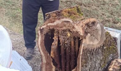 Çorum’da Dolma Ateşine Gidecek Odun Bal Kovanı Çıktı: İçinden 8 Kilo Bal Çıktı