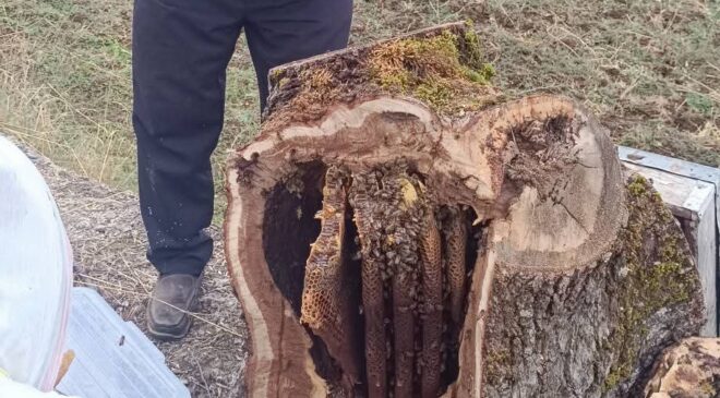 Çorum’da Dolma Ateşine Gidecek Odun Bal Kovanı Çıktı: İçinden 8 Kilo Bal Çıktı