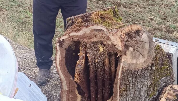 Çorum’da Dolma Ateşine Gidecek Odun Bal Kovanı Çıktı: İçinden 8 Kilo Bal Çıktı