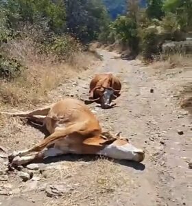 Çorum'da kızıl ayrık otu hayvanları zehirledi