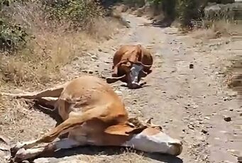 Çorum’da kızıl ayrık otu hayvanları zehirledi
