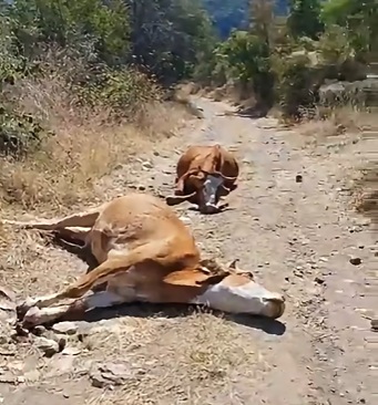 Çorum’da kızıl ayrık otu hayvanları zehirledi