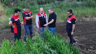 Osmancık İlçe Tarım ve Orman Müdürlüğü, çeltik üretiminde tuzluluk ve