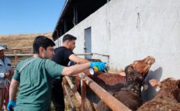 Çorum’da İthal Hayvanlara Sıkı Karantina Takibi