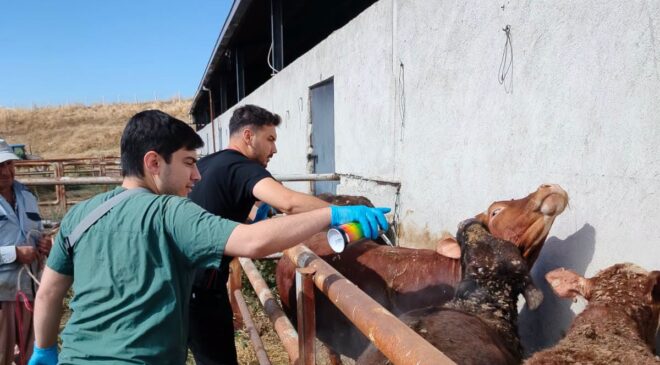 Çorum’da İthal Hayvanlara Sıkı Karantina Takibi