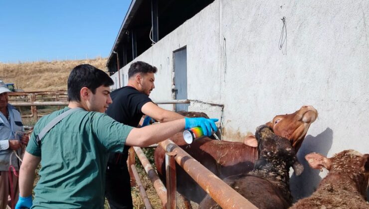 Çorum’da İthal Hayvanlara Sıkı Karantina Takibi
