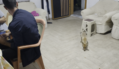 Oğuzlar’da Bahçe Evine Tilki Girdi! Mısır İkramını Geri Çevirmedi