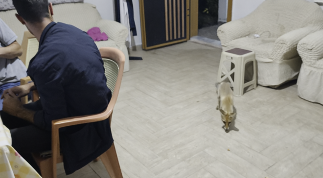 Oğuzlar’da Bahçe Evine Tilki Girdi! Mısır İkramını Geri Çevirmedi