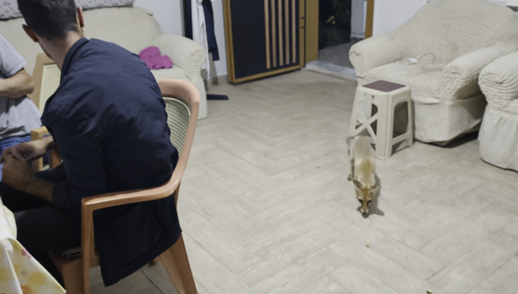 Oğuzlar’da Bahçe Evine Tilki Girdi! Mısır İkramını Geri Çevirmedi