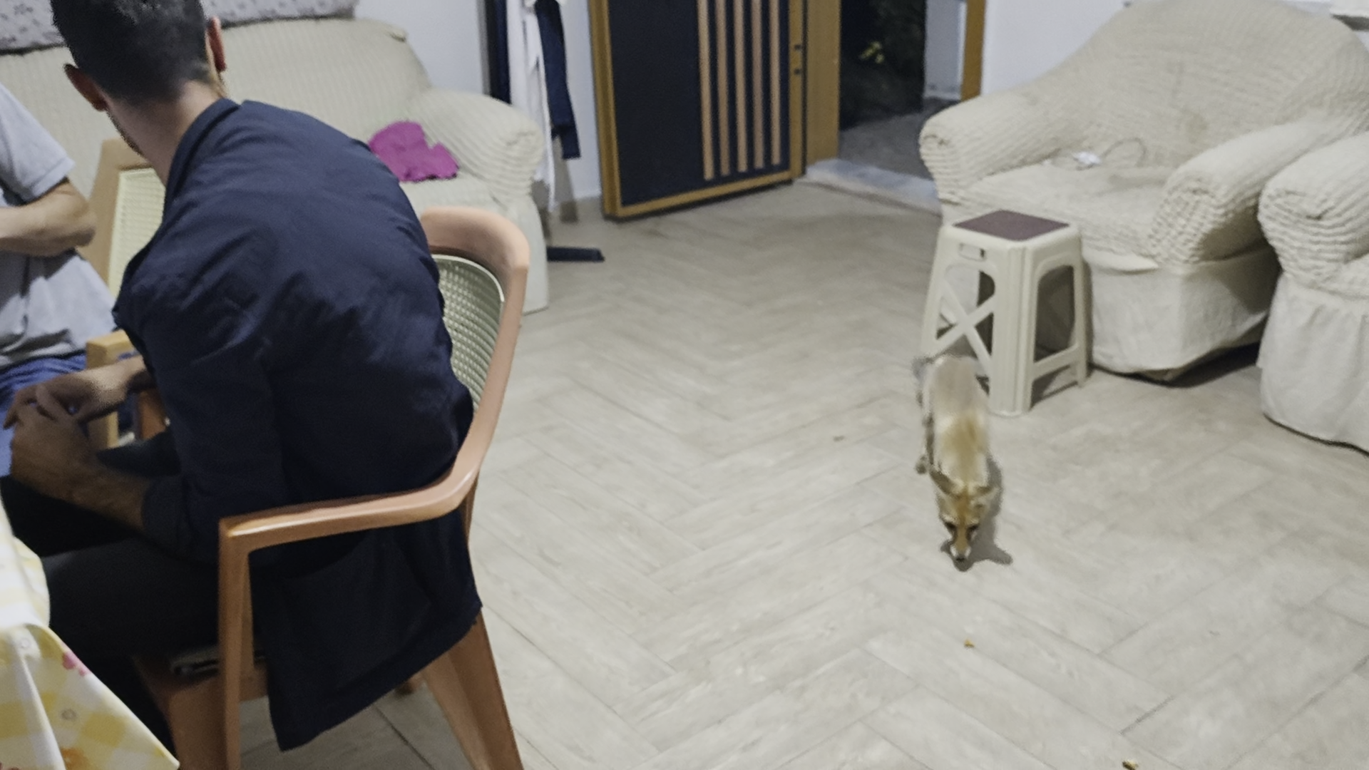 Oğuzlar’da Bahçe Evine Tilki Girdi! Mısır İkramını Geri Çevirmedi