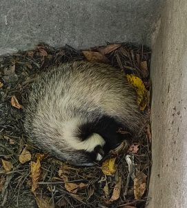 Çorum’un Oğuzlar ilçesinde eski bir beton havuzda mahsur kalan porsuk,