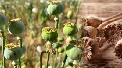 2026-2027 tarım dönemi haşhaş ekimi için izin başvuruları, TMO tarafından