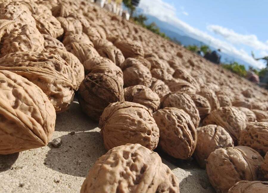 Oğuzlar Cevizi Bölge Ekonomisinin Güçlü Değerlerinden Biri Oluyor Oğuzlar Cevizinde İyi Tarım Uygulamaları ve İşleme Süreci İncelendi