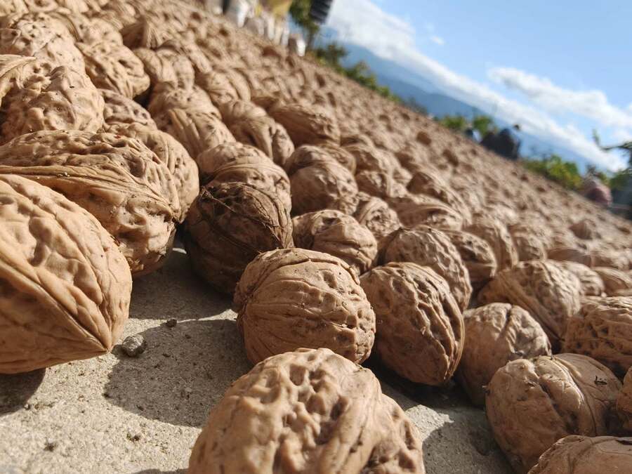 Oğuzlar Cevizinde İyi Tarım Uygulamaları ve İşleme Süreci İncelendi